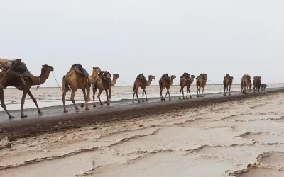 4 Days Afar & Danakil Depression Expedition: Erta Ale Volcano & Camel Caravans