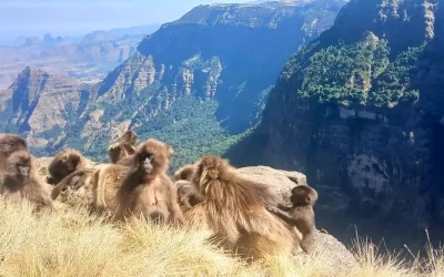 8 Days Historical Tours to Northern Ethiopia & Simien Mountains Trekking Adventure