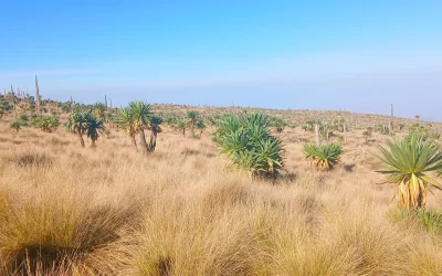 National Parks & Wildlife Reserves of Ethiopia