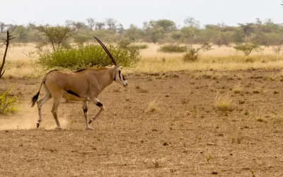 5 Days Wildlife Safari to Awash National Park & Harar City Tours