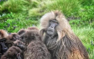 15 Days Tour of Simien Mountains, Gonder & Tigray Churches